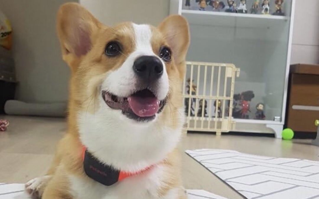 Inteligentna obroża dla psa z AI pomoże zrozumieć zachowania czworonoga