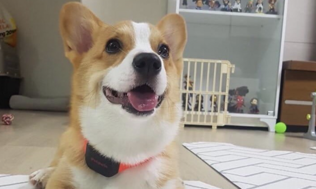 Inteligentna obroża dla psa z AI pomoże zrozumieć zachowania czworonoga