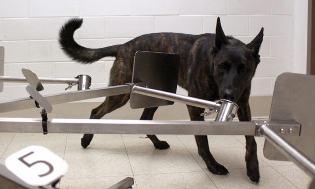 Nowy robot wywęszy twoje choroby dokładniej od psiego nosa