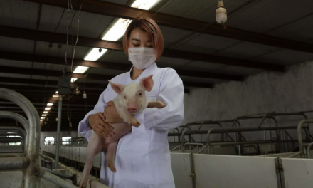 Huawei stawia na hodowców świń! Smartfony to przeżytek