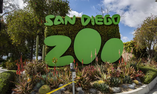 Zoo w San Diego zaszczepiło małpy na koronawirusa