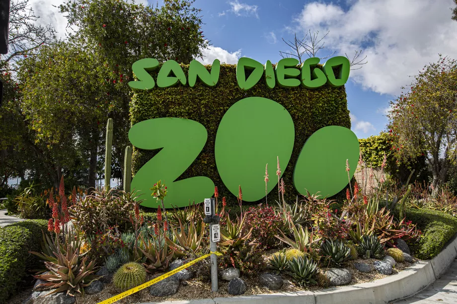 Zoo w San Diego zaszczepiło małpy na koronawirusa