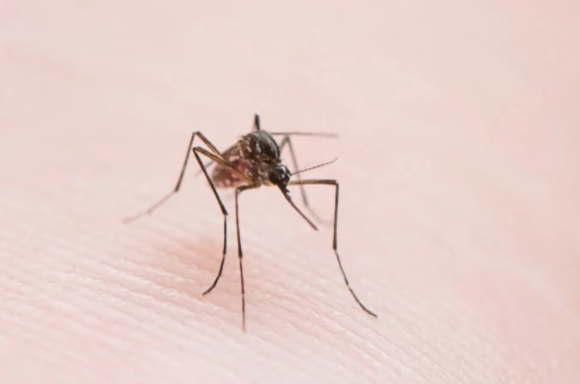 Sposoby na komary – jak walczyć z owadami?