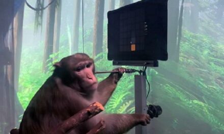 Neuralink znęcał się nad małpami? Firma stanowczo zaprzecza