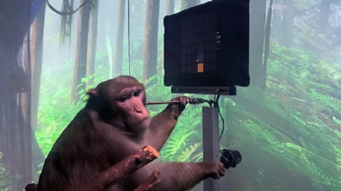 Neuralink znęcał się nad małpami? Firma stanowczo zaprzecza