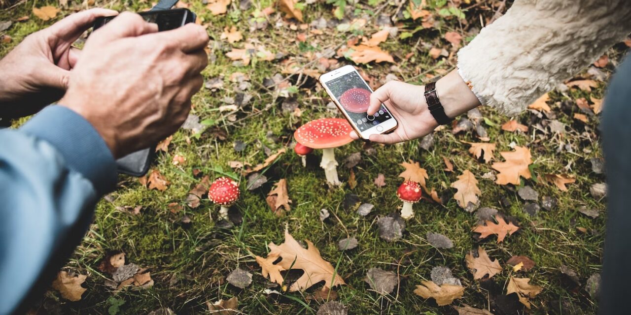 Aplikacja na grzyby – jaką aplikację do rozpoznawania grzybów wybrać?