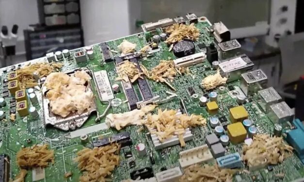 Naukowcy stworzyli komputer z grzybów