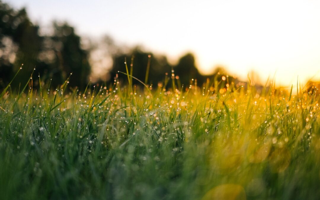 Jak zadbać o trawnik na wiosnę – praktyczne wskazówki