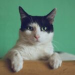 Odstraszacz na koty – jak pozbyć się natrętnych kotów?