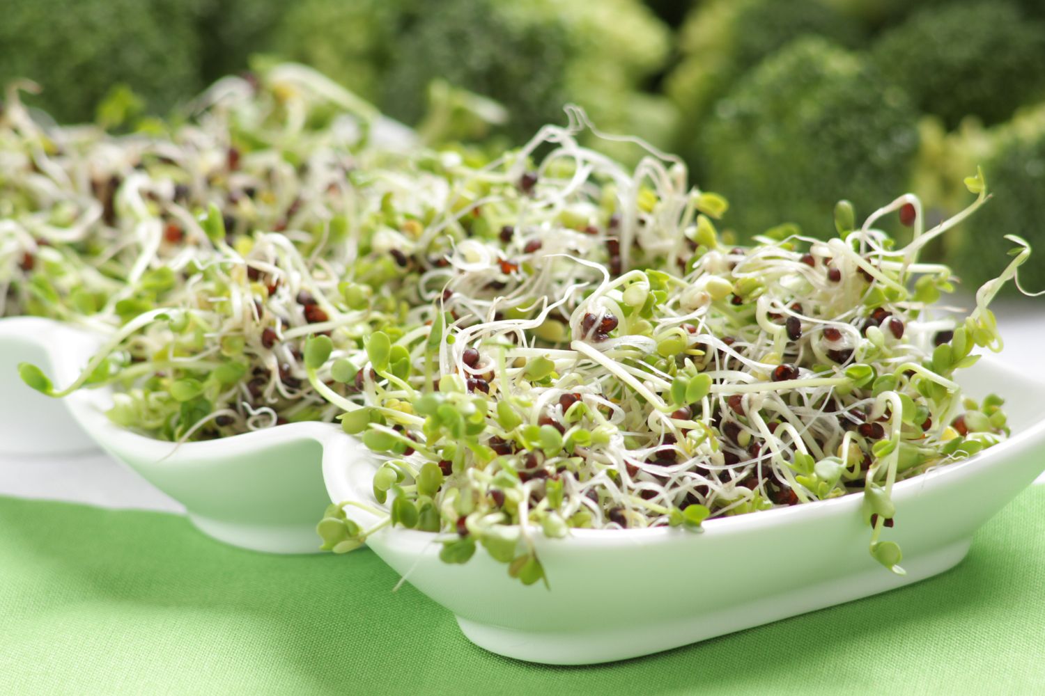 Najlepsze kiełkownice – jaką wybrać? Ranking 2023