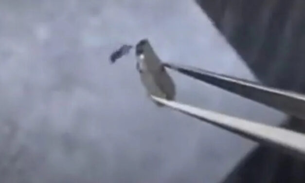 LK-99 – film z lewitacją nadprzewodnika okazał się fałszywką!