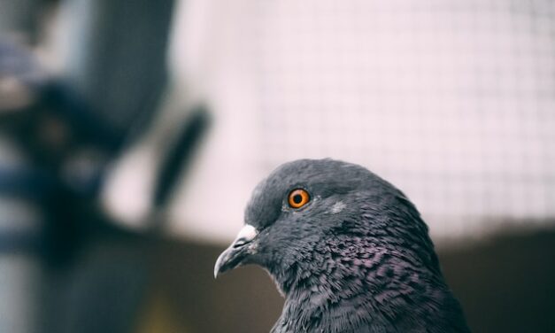 Światłowód czy gołąb pocztowy? Co wygra wyścig?