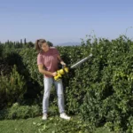 Jakie nożyce do żywopłotu wybrać? Kompletny przewodnik