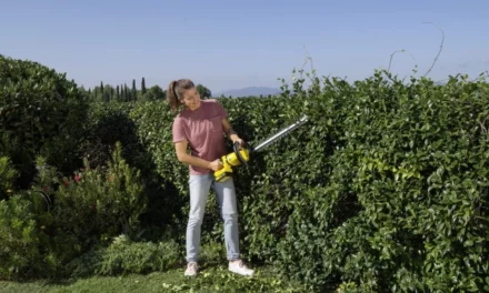 Jakie nożyce do żywopłotu wybrać? Kompletny przewodnik
