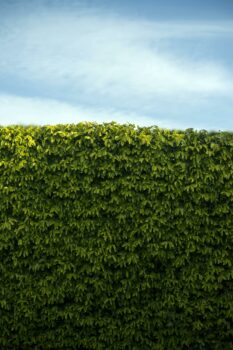 Jakie nożyce do żywopłotu wybrać? 