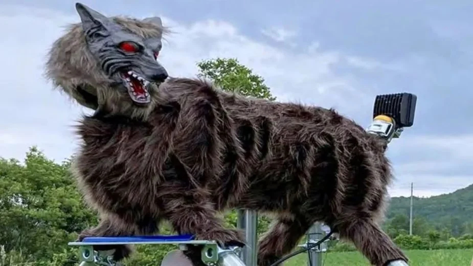 Atak niedźwiedzia? Japonia broni się robowilkami